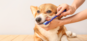 dog groomer near me (1)