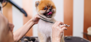 mobile dog grooming Austin (1)