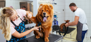 mobile dog grooming Austin