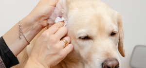 mobile pet grooming service