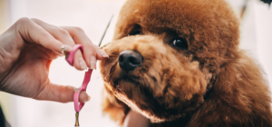 pet grooming Austin TX